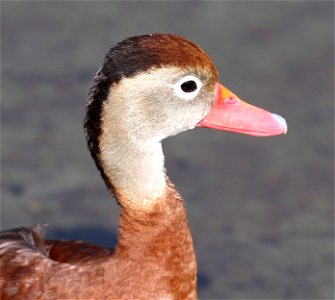 003 - BLACK-BELLIED WHISTLING-DUCK (12-13-2022) birding center, south padre island, cameron co, tx -01