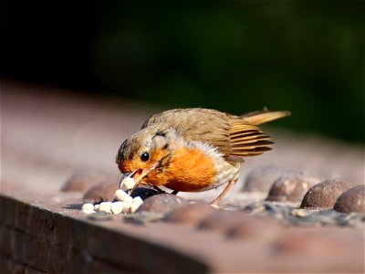 Hungry Robin photo