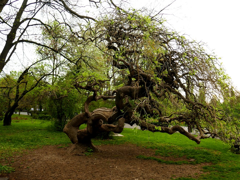 Herestrau Park in spring (16)