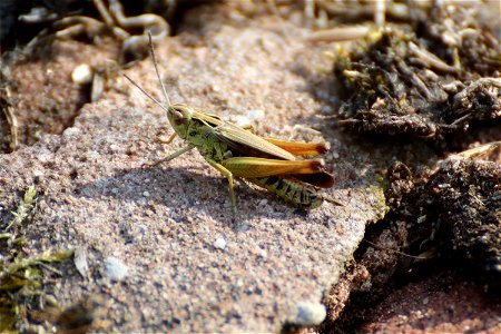 Grasshopper. photo