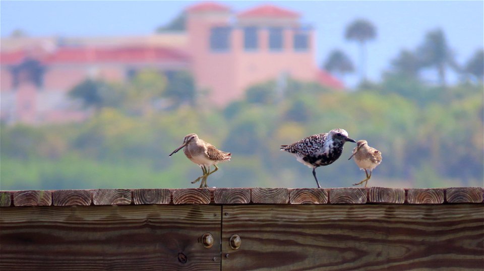 Short-billed Dowitchers and Black-bellied Plover photo