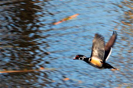 A male wood duck takes flight after two Canada geese encroach on his space. photo