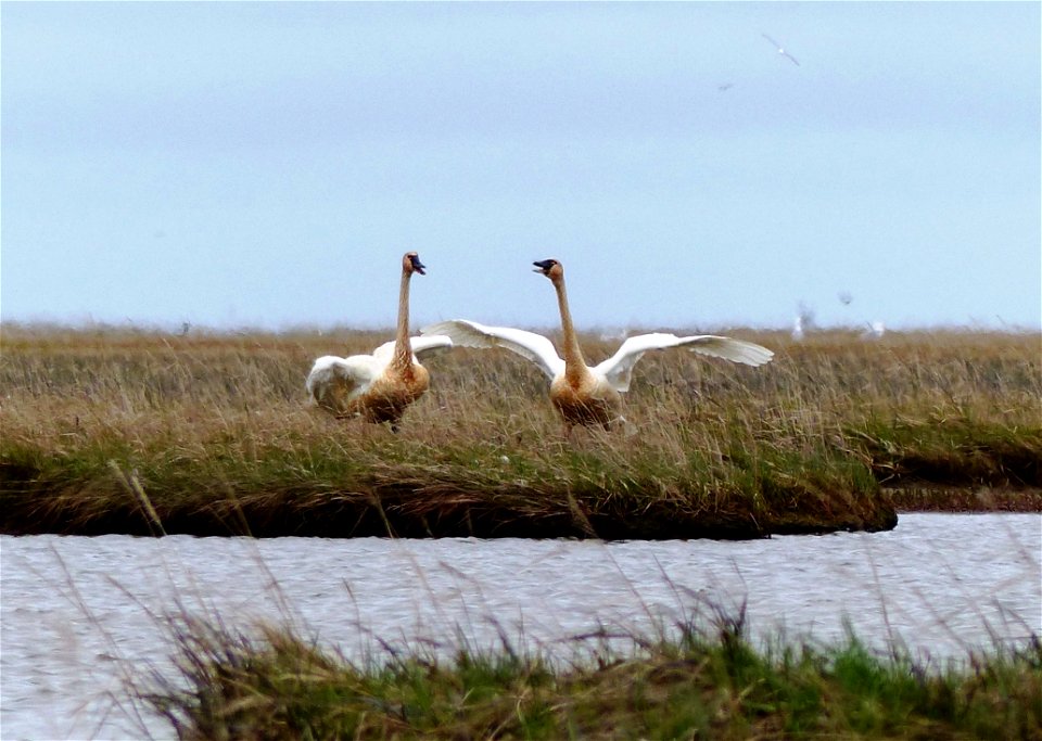 Defensive tundra swans