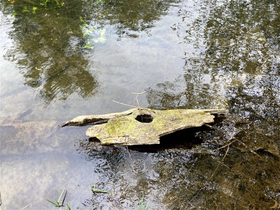 krokodil