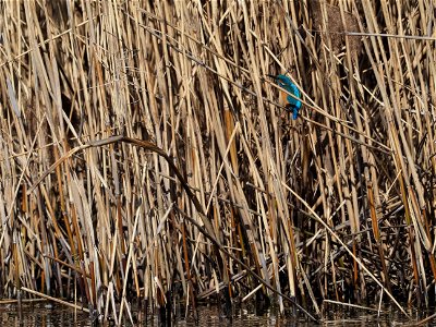 Eisvogel photo