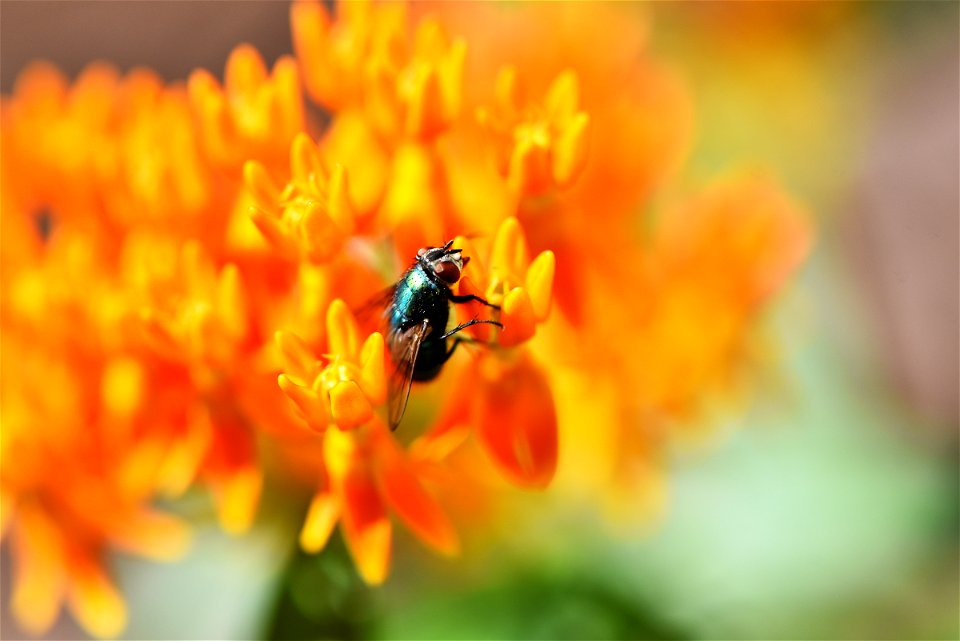 Fly on butterfly milkweed photo