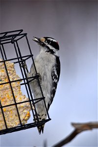 Downy woodpecker at a suet feeder