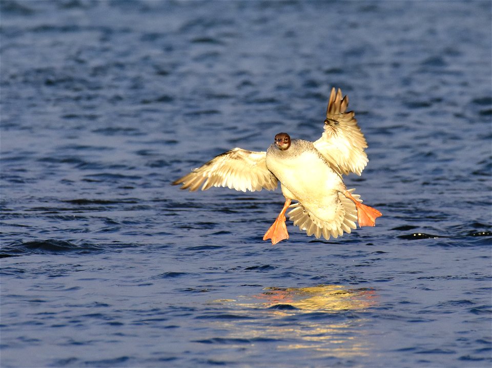 Common merganser at Seedskadee National Wildlife Refuge