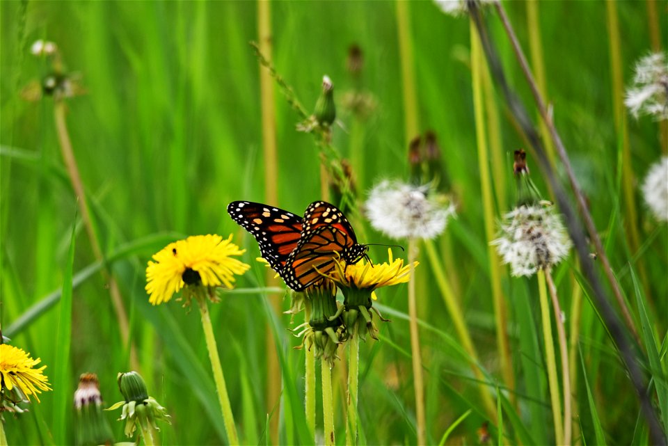 Monarch butterfly sipping nectar from a dandelion in Minnesota