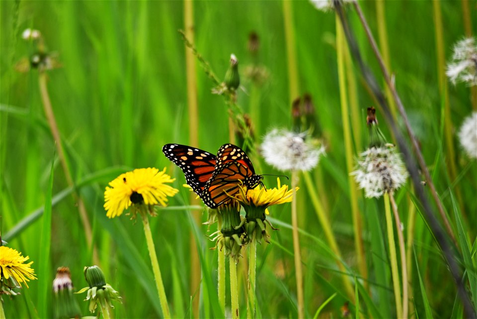 Monarch butterfly sipping nectar from a dandelion in Minnesota photo