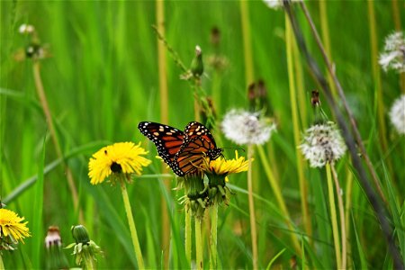 Monarch butterfly sipping nectar from a dandelion in Minnesota photo