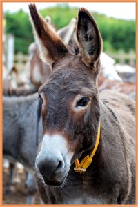 The Donkey Sanctuary Sidmouth