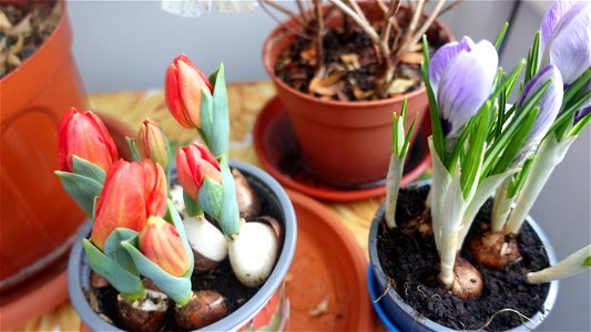 tulips_lalele-2023_0218_133510