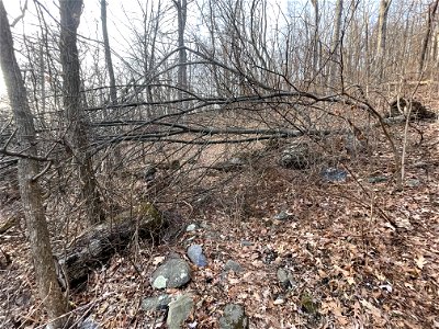 Trees down on AT North