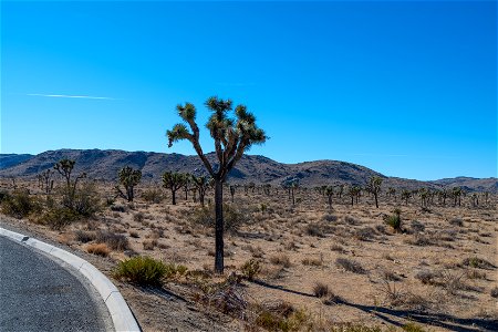 Joshua Tree National Park photo