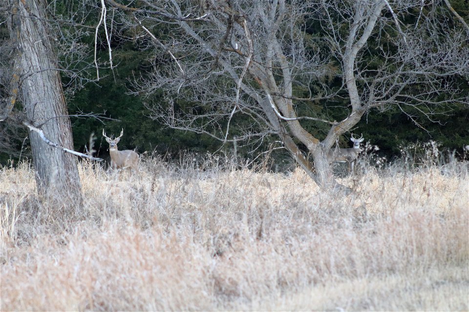 White-tailed Deer Karl E Mundt National Wildlife Refuge photo