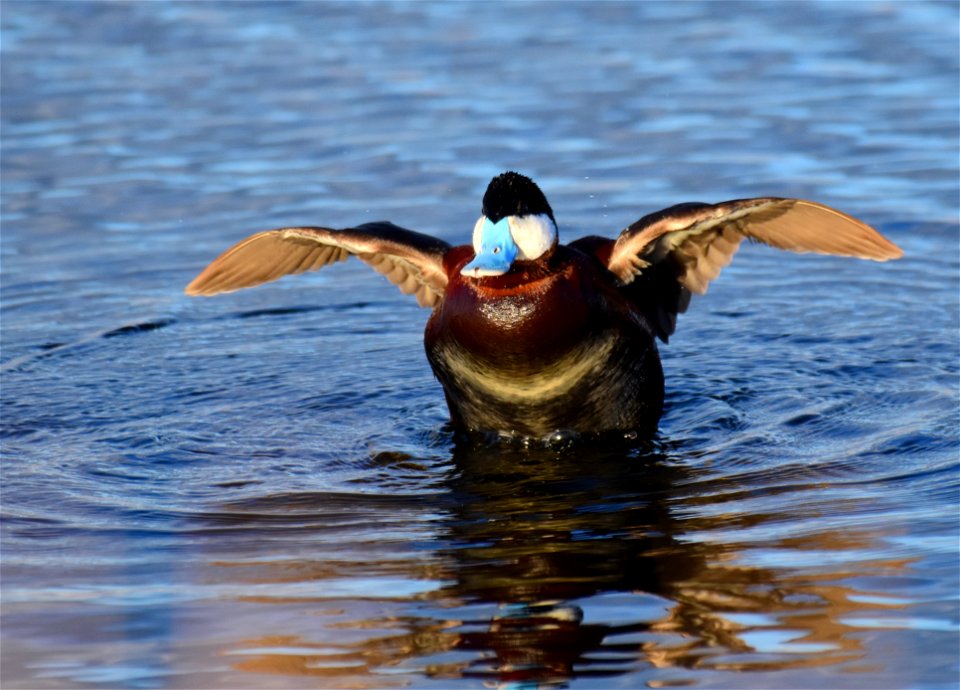 Ruddy duck at Seedskadee National Wildlife Refuge