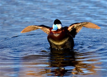 Ruddy duck at Seedskadee National Wildlife Refuge