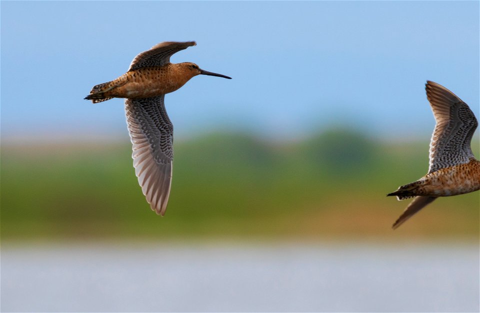 Dowitchers in flight photo