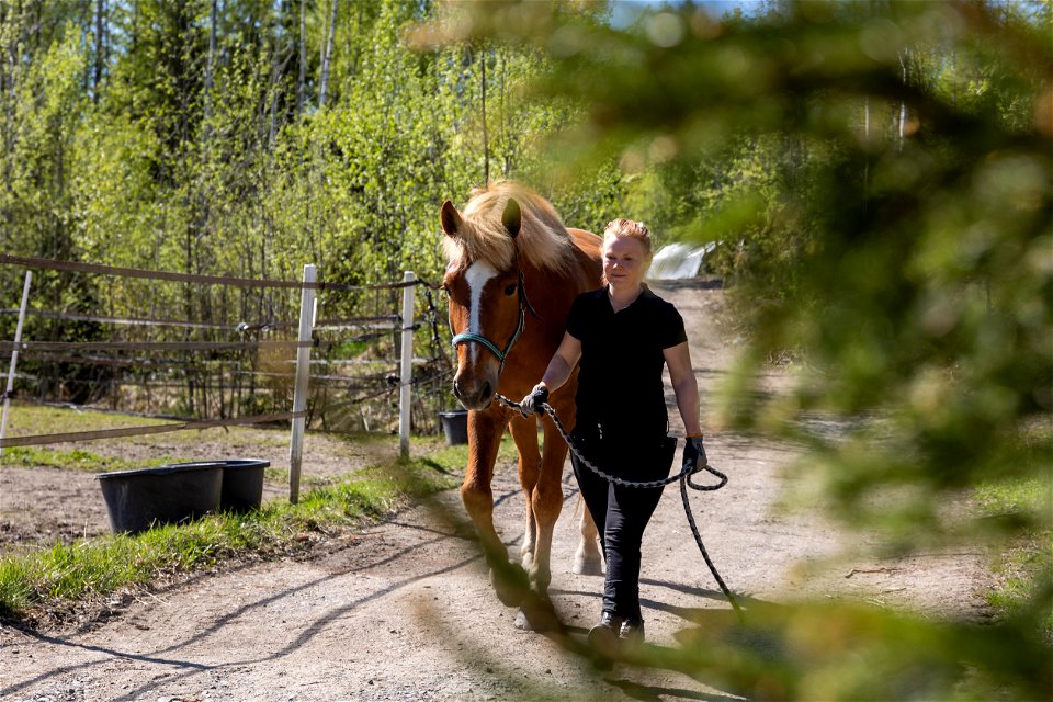 Similän Ratsutila, Tammela