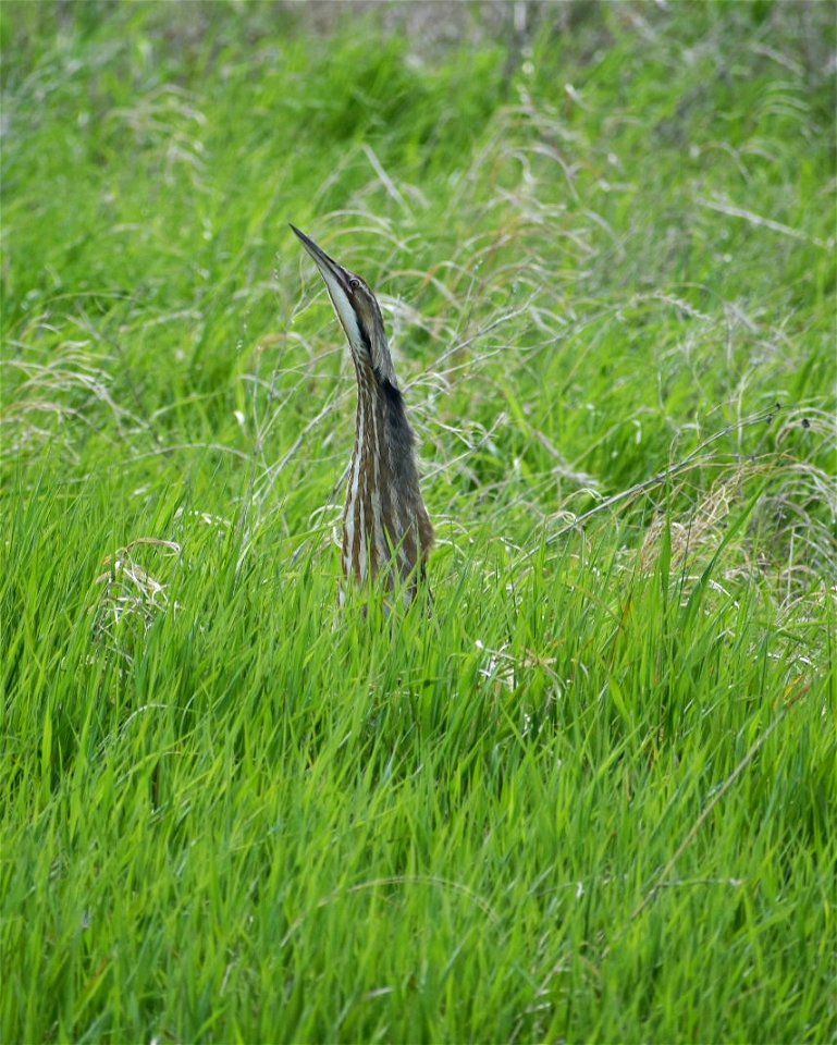 American Bittern Lake Andes Wetland Management District South Dakota