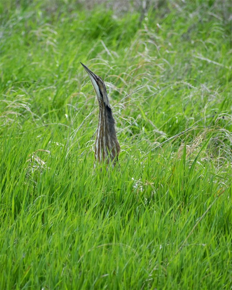 American Bittern Lake Andes Wetland Management District South Dakota photo