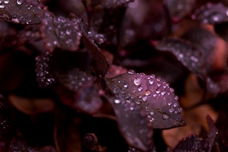 Raindrops on purple-ish leaves