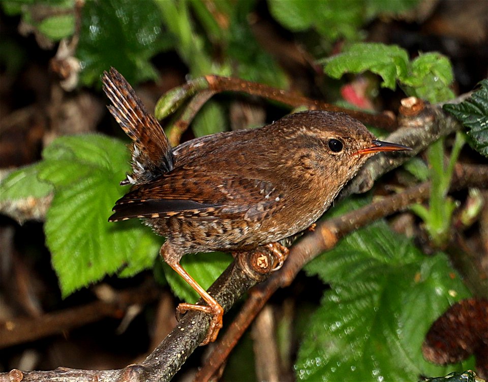 693 - PACIFIC WREN (03-28-2022) crescent city, del norte co, ca -01