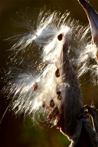 Showy milkweed at Seedskadee National Wildlife Refuge photo