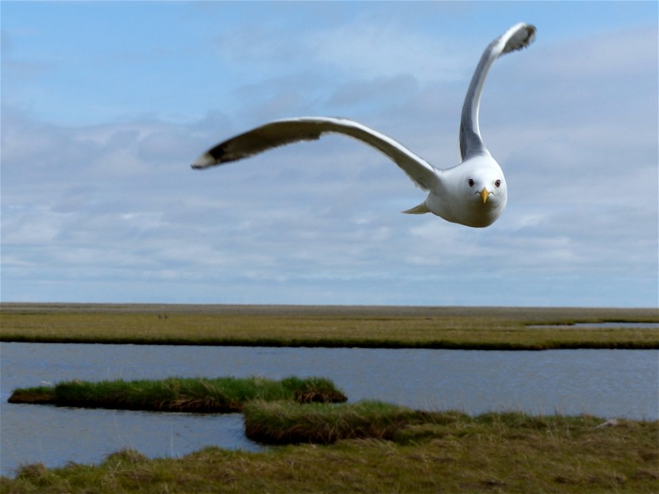 Divebombing Mew Gull