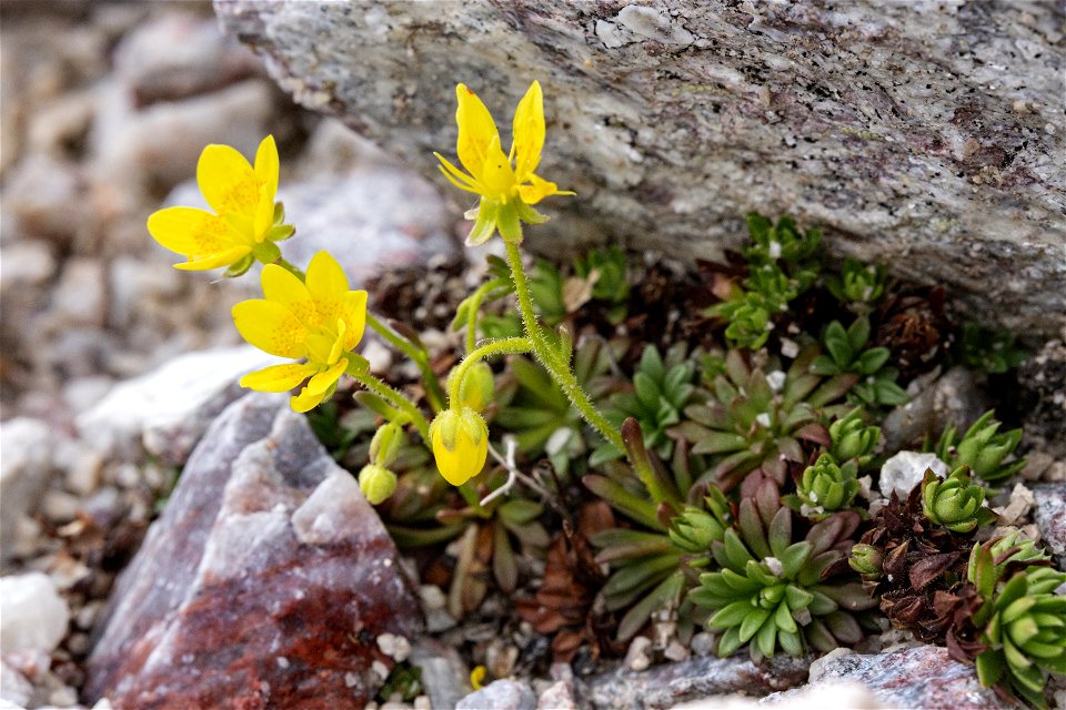 Saxifraga chrysantha