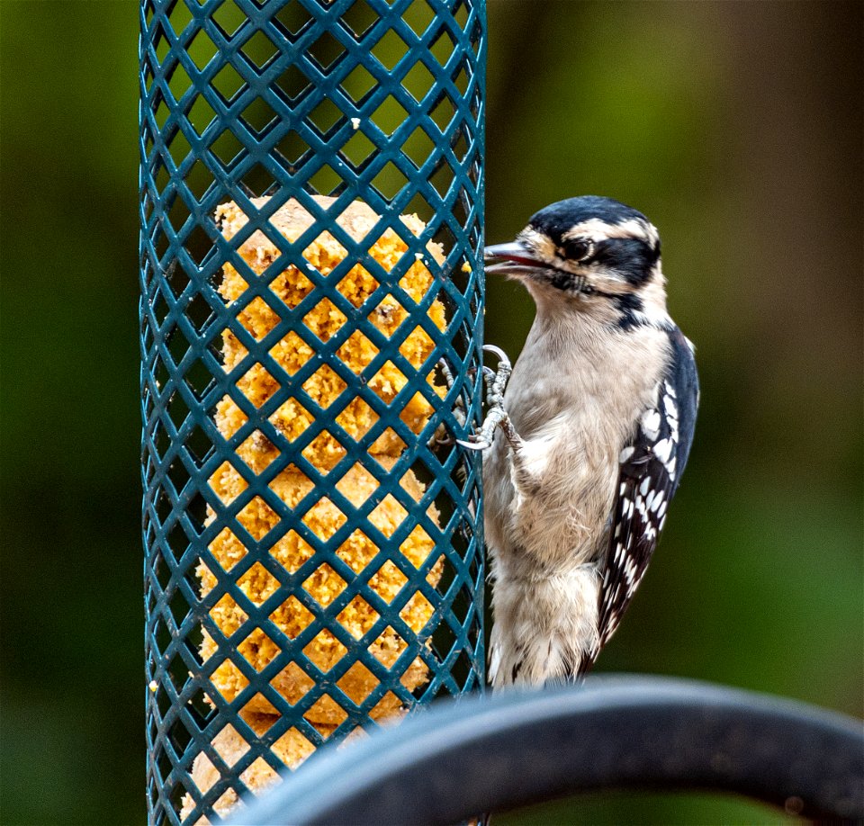 Day 273 - Downy Woodpecker photo