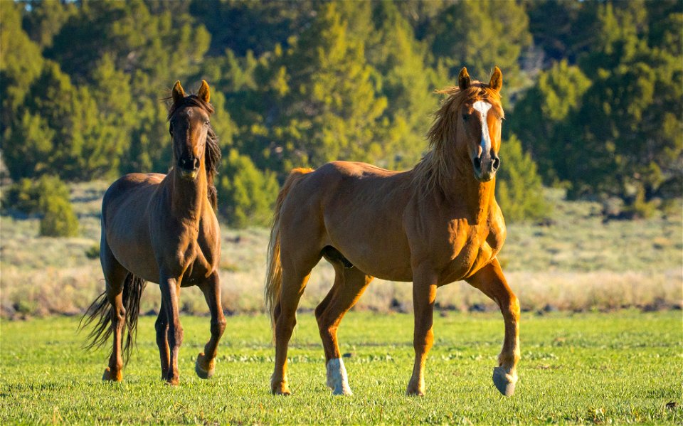 Wild Horses on the Buckhorn Byway