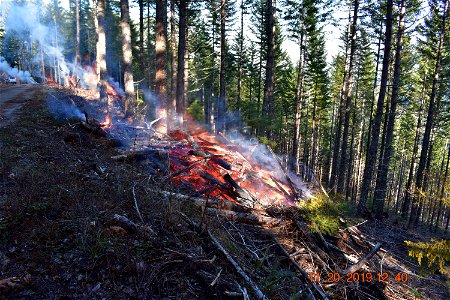Pile burning smoke on the Mt. Hood National Forest in 2019 - under canopy