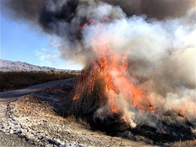 Prescribed Fire at Dos Palmas Preserve photo