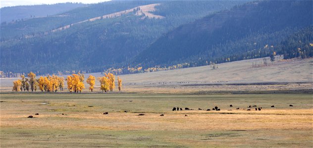 Bison in Lamar Valley with fall color photo