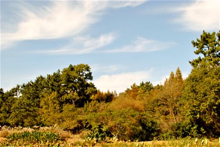 Cheongsan Arboretum photo