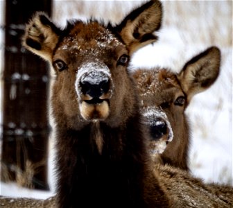 Elk in Colorado photo