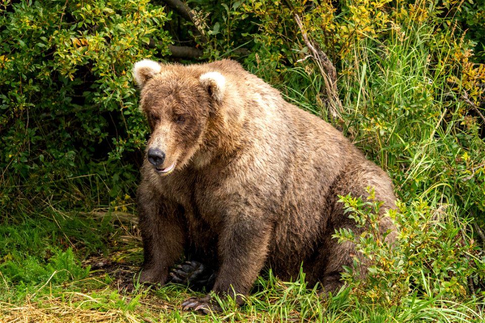 Bear 128 Grazer Fat