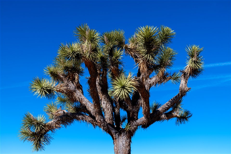 Joshua Tree National Park