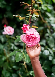 Rose and Hand photo