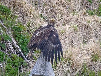Juvenile eagle photo