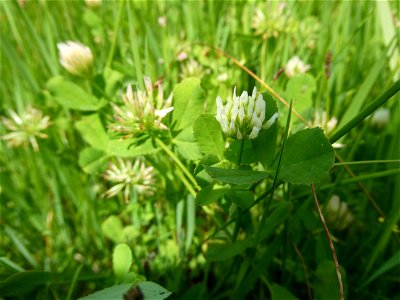 Trifolium michelianum Savi, 1798