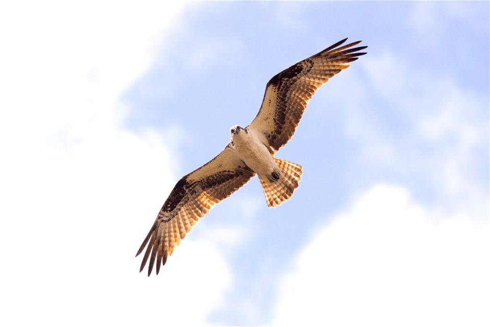 Osprey fishing over the Yellowstone River photo