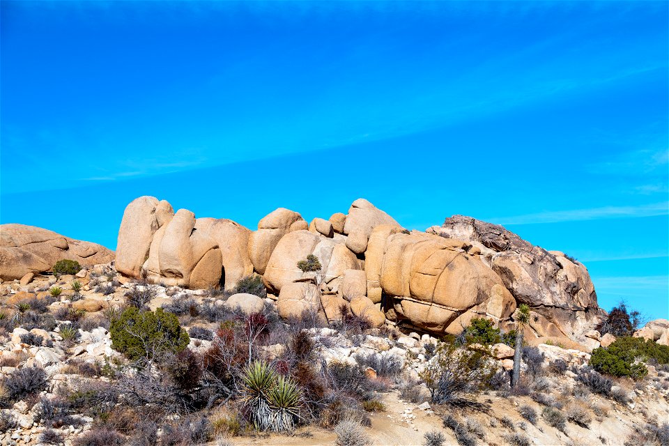 Joshua Tree National Park