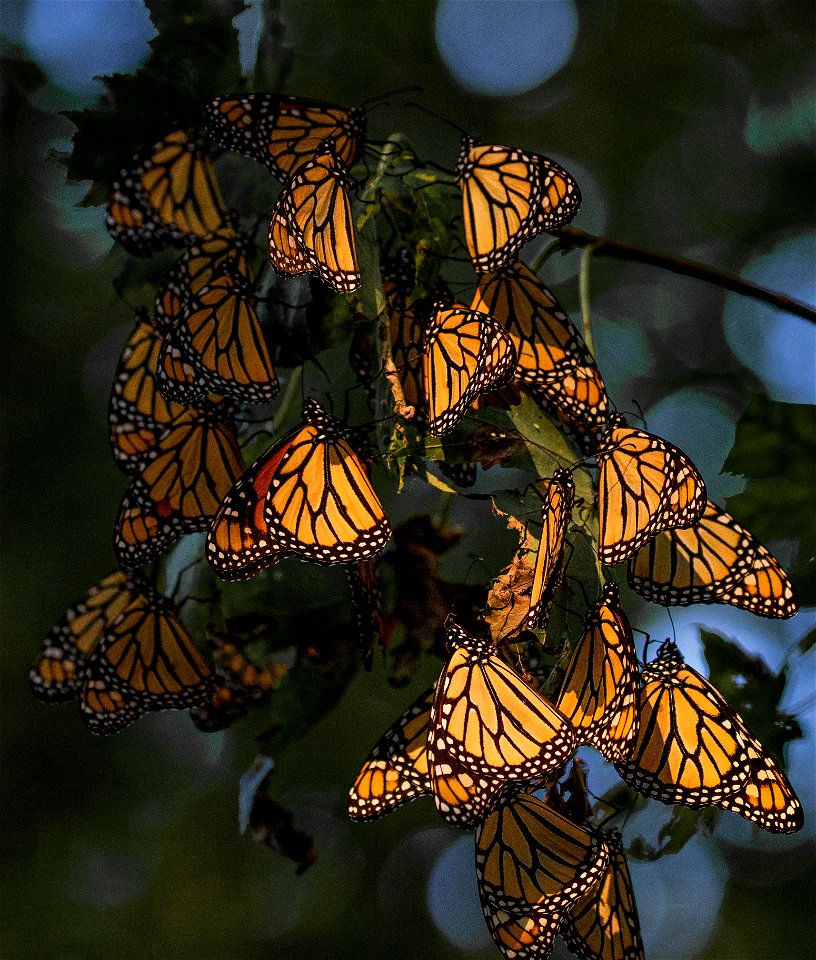 Monarch butterflies roosting