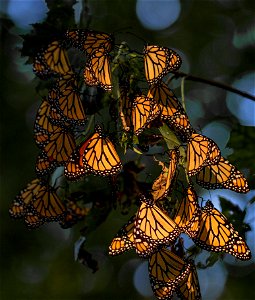 Monarch butterflies roosting photo