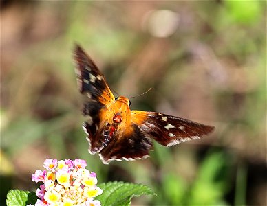 SKIPPER, MERCURIAL (Proteides mercurius) (12-11-2022) national buttrerfly center, mission, hidalgo co, tx (2)