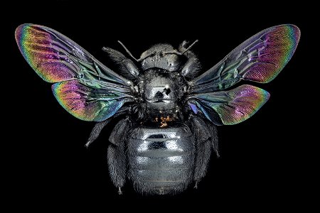 Xylocopa iridipennis, East Java, Indonesia, back_2021-05-27-17.21.13 ZS PMax UDR photo