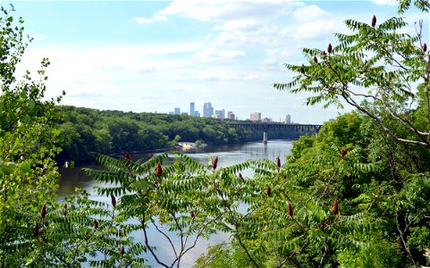 Mississippi River and the Minneapolis Skyline photo